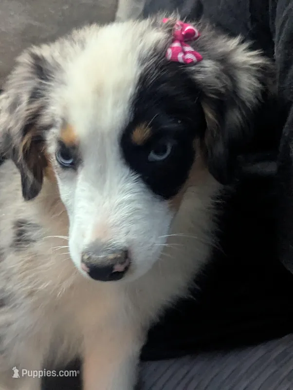Crystal  – Miniature Australian Shepherd puppy for sale in Canton, TX