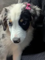 Crystal , a female Miniature Australian Shepherd for sale in Canton, TX – Photo 1 of 10