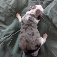 Crystal , a female Miniature Australian Shepherd for sale in Canton, TX – Photo 9 of 10