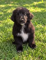 Mini Aussie Corgi , a male Pembroke Welsh Corgi and Miniature Australian Shepherd for sale in Canton, TX – 2 of 3