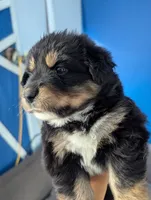 Mini Aussie Corgi, a female Pembroke Welsh Corgi and Miniature Australian Shepherd for sale in Canton, TX – 4 of 5