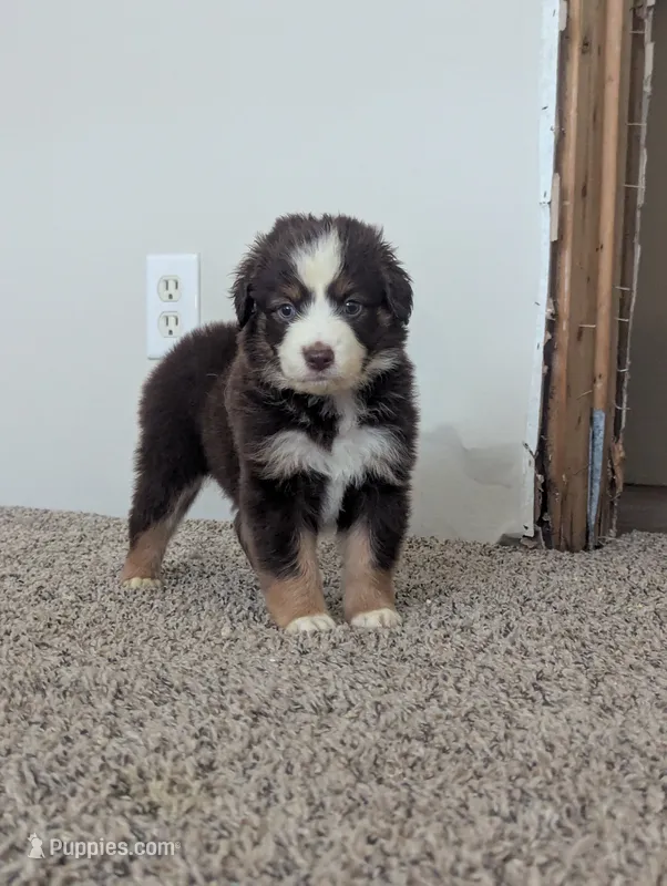 Red Tri Boy – Miniature Aussiedoodle puppy for sale in Canton, TX