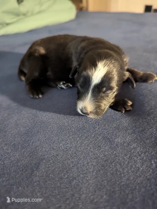 Sleepy Boy – Miniature Aussiedoodle puppy for sale in Canton, TX