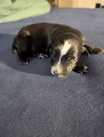 Sleepy Boy, a male Miniature Aussiedoodle for sale in Canton, TX – 1 of 3