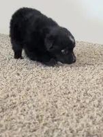 Tiny Girl, a female Miniature Aussiedoodle for sale in Canton, TX – 3 of 7