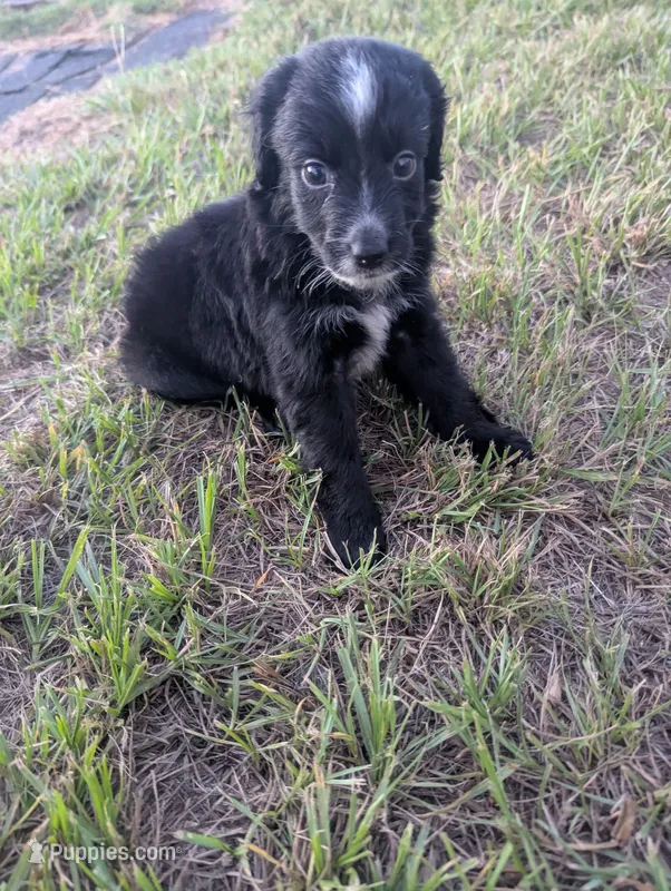 Sleepy Boy – Miniature Aussiedoodle puppy for sale in Canton, TX