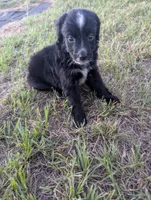 Sleepy Boy, a male Miniature Aussiedoodle for sale in Canton, TX – 1 of 6