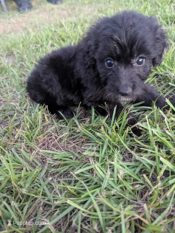 Curly Girl  – Miniature Aussiedoodle puppy for sale in Canton, TX