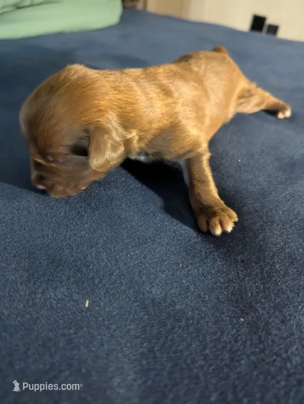 Cocoa Boy – Miniature Aussiedoodle puppy for sale in Canton, TX