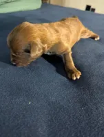 Cocoa Boy, a male Miniature Aussiedoodle for sale in Canton, TX – 1 of 3