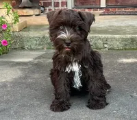 AKC Liver Parti Male with Blue Eyes, a male Miniature Schnauzer for sale in Mead, OK – 3 of 4