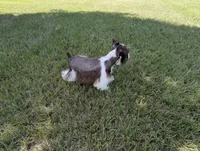AKC Liver Parti Male with Blue eyes , a male Miniature Schnauzer for sale in Mead, OK – 3 of 6