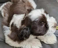 AKC Male Liver Parti #2 , a male Miniature Schnauzer for sale in Mead, OK – 2 of 2