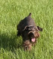 AKC Liver Parti Male with Blue Eyes, a male Miniature Schnauzer for sale in Mead, OK – 8 of 10