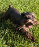 AKC Liver Parti Male with Blue Eyes, a male Miniature Schnauzer for sale in Mead, OK – 7 of 10