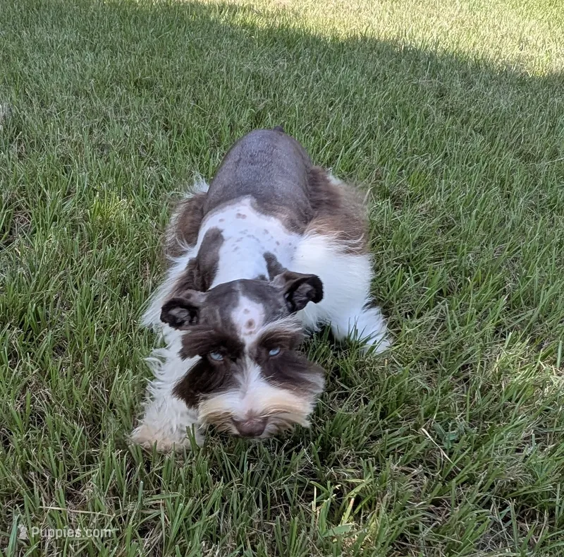 AKC Liver Parti Male with Blue eyes  – Miniature Schnauzer puppy for sale in Mead, OK