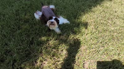 AKC Liver Parti Male with Blue eyes , a male Miniature Schnauzer for sale in Mead, OK – 6 of 6