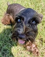 AKC Liver Parti Male with Blue Eyes, a male Miniature Schnauzer for sale in Mead, OK – 2 of 10