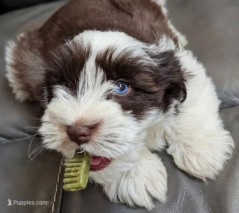 AKC Male Liver Parti #2  – Miniature Schnauzer puppy for sale in Mead, OK