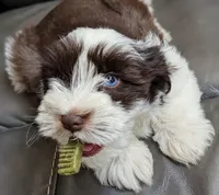 AKC Male Liver Parti #2 , a male Miniature Schnauzer for sale in Mead, OK – 1 of 2
