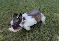 AKC Liver Parti Male with Blue eyes , a male Miniature Schnauzer for sale in Mead, OK – 2 of 6