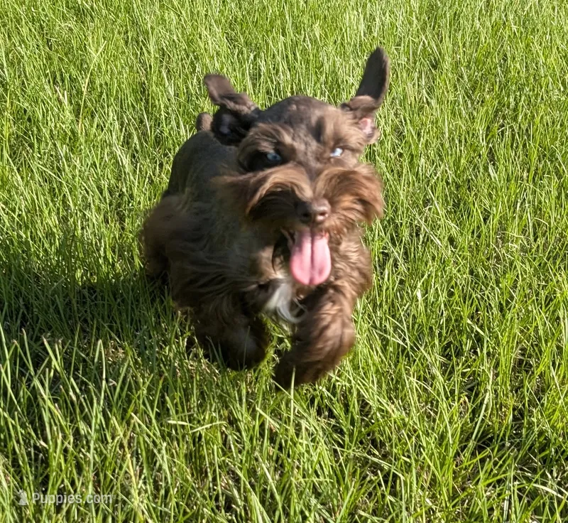 AKC Liver Parti Male with Blue Eyes – Miniature Schnauzer puppy for sale in Mead, OK