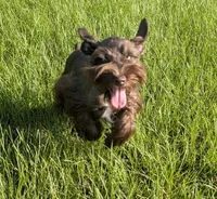 AKC Liver Parti Male with Blue Eyes, a male Miniature Schnauzer for sale in Mead, OK – 4 of 10