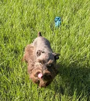 AKC Liver Parti Male with Blue Eyes, a male Miniature Schnauzer for sale in Mead, OK – 6 of 10