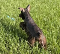 AKC Liver Parti Male with Blue Eyes, a male Miniature Schnauzer for sale in Mead, OK – 9 of 10