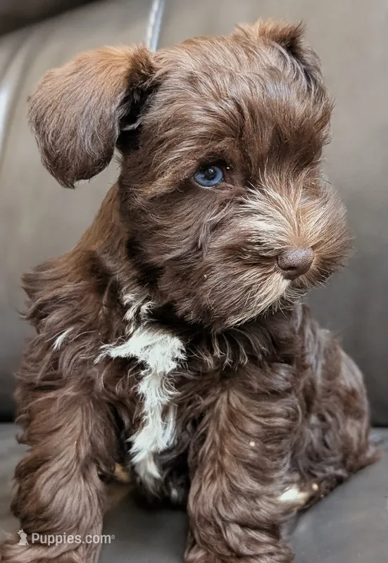 AKC Liver Parti Male with Blue Eyes – Miniature Schnauzer puppy for sale in Mead, OK
