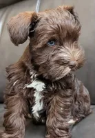 AKC Liver Parti Male with Blue Eyes, a male Miniature Schnauzer for sale in Mead, OK – 1 of 2