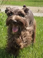 AKC Liver Parti Male with Blue Eyes, a male Miniature Schnauzer for sale in Mead, OK – 3 of 10