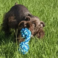 AKC Liver Parti Male with Blue Eyes, a male Miniature Schnauzer for sale in Mead, OK – 5 of 10