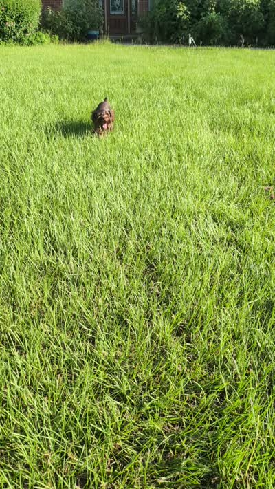 AKC Liver Parti Male with Blue Eyes, a male Miniature Schnauzer for sale in Mead, OK – 10 of 10