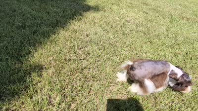 AKC Liver Parti Male with Blue eyes , a male Miniature Schnauzer for sale in Mead, OK – 5 of 6
