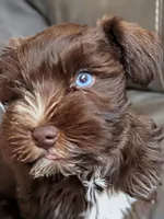 AKC Liver Parti Male with Blue Eyes, a male Miniature Schnauzer for sale in Mead, OK – 2 of 2