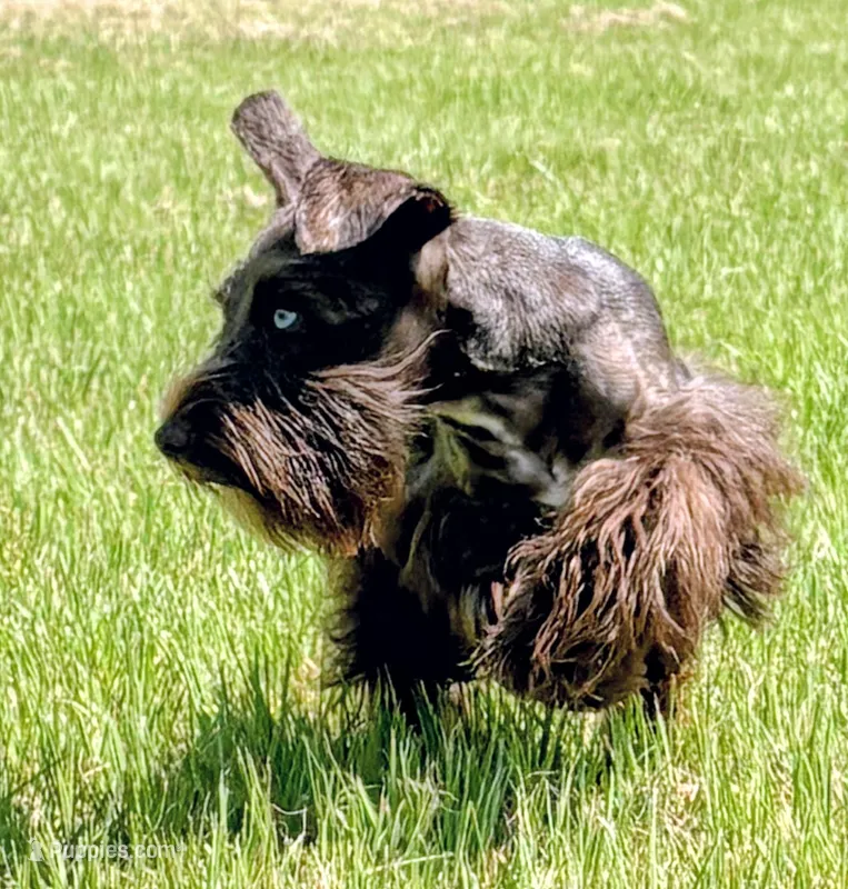 AKC Liver Parti Male with Blue Eyes – Miniature Schnauzer puppy for sale in Mead, OK