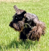 AKC Liver Parti Male with Blue Eyes, a male Miniature Schnauzer for sale in Mead, OK – 1 of 10