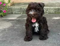 AKC Liver Parti Male with Blue Eyes, a male Miniature Schnauzer for sale in Mead, OK – 4 of 4