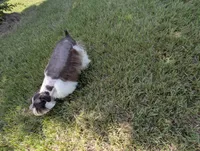 AKC Liver Parti Male with Blue eyes , a male Miniature Schnauzer for sale in Mead, OK – 4 of 6