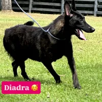 NYX , a male Dutch Shepherd for sale in Poplarville, MS – 4 of 4