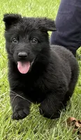 Billy, a male German Shepherd Dog for sale in Poplarville, MS – 2 of 3