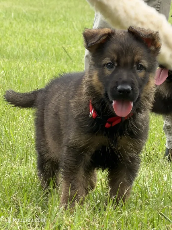 Zeke – German Shepherd Dog puppy for sale in Poplarville, MS
