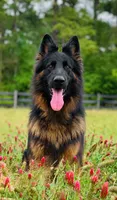 Rico, a male German Shepherd Dog for sale in Poplarville, MS – 2 of 2