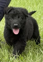 Billy, a male German Shepherd Dog for sale in Poplarville, MS – 1 of 3