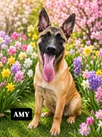 AMY, a female Belgian Malinois for sale in Poplarville, MS – 1 of 2