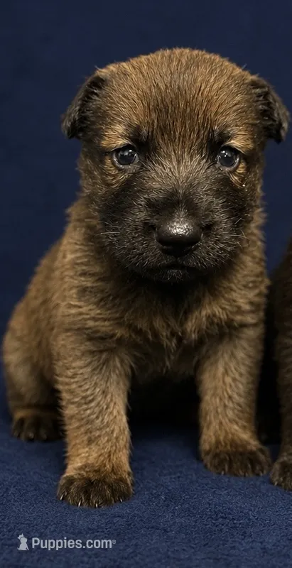 Zeke – German Shepherd Dog puppy for sale in Poplarville, MS