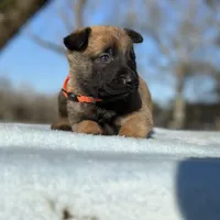 Wyatt , a male Belgian Malinois for sale in Poplarville, MS – Photo 1 of 5