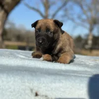 Wyatt , a male Belgian Malinois for sale in Poplarville, MS – Photo 4 of 5