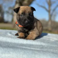 Wyatt , a male Belgian Malinois for sale in Poplarville, MS – Photo 2 of 5